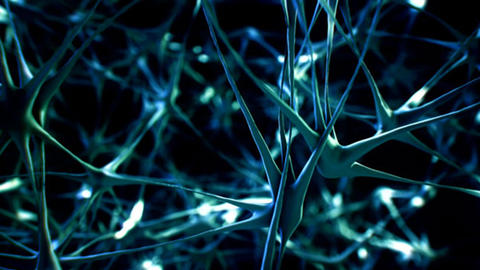 neurons