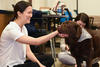 therapy_dog_main_image